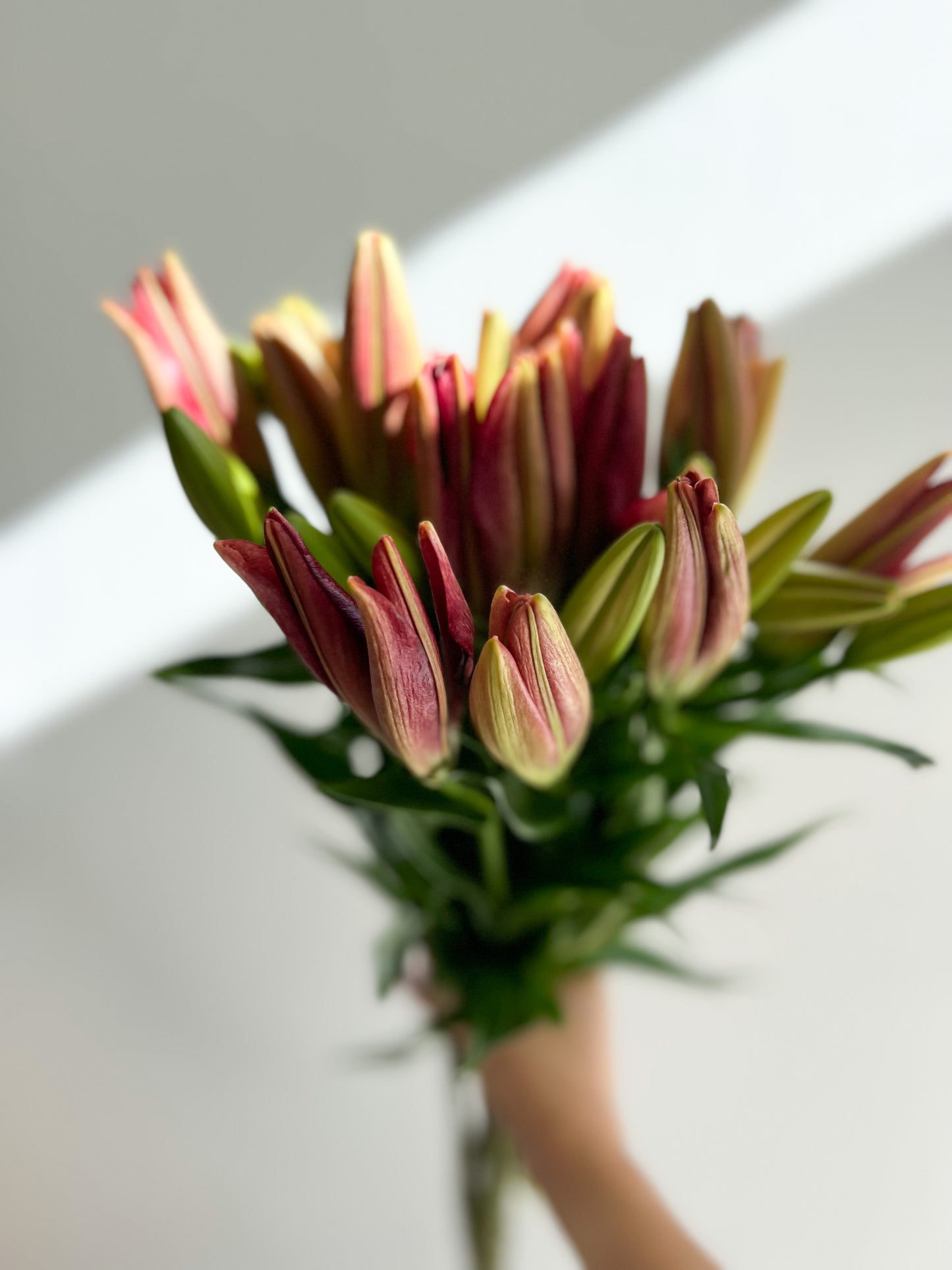 Lilium