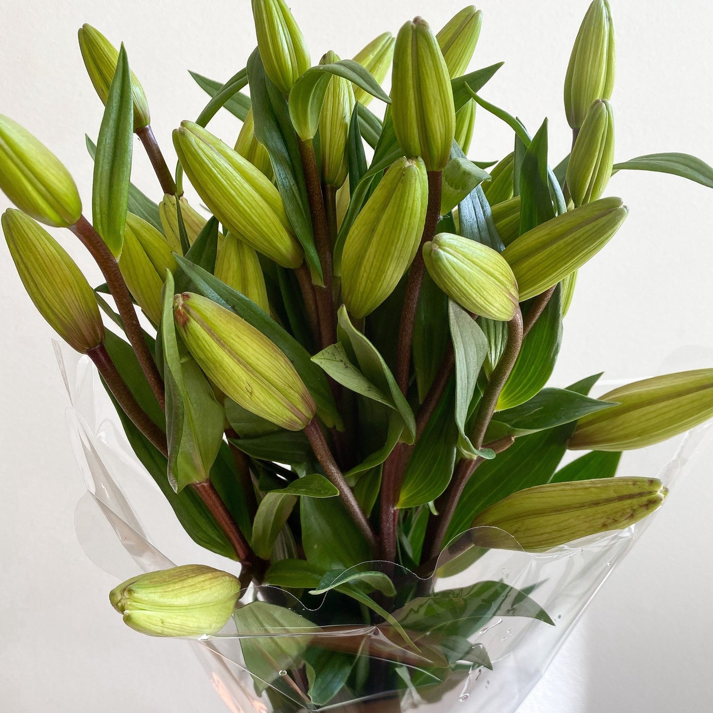 Lilium