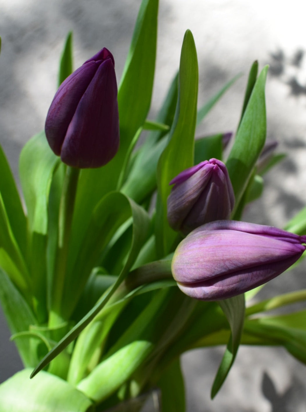 Tulipanes