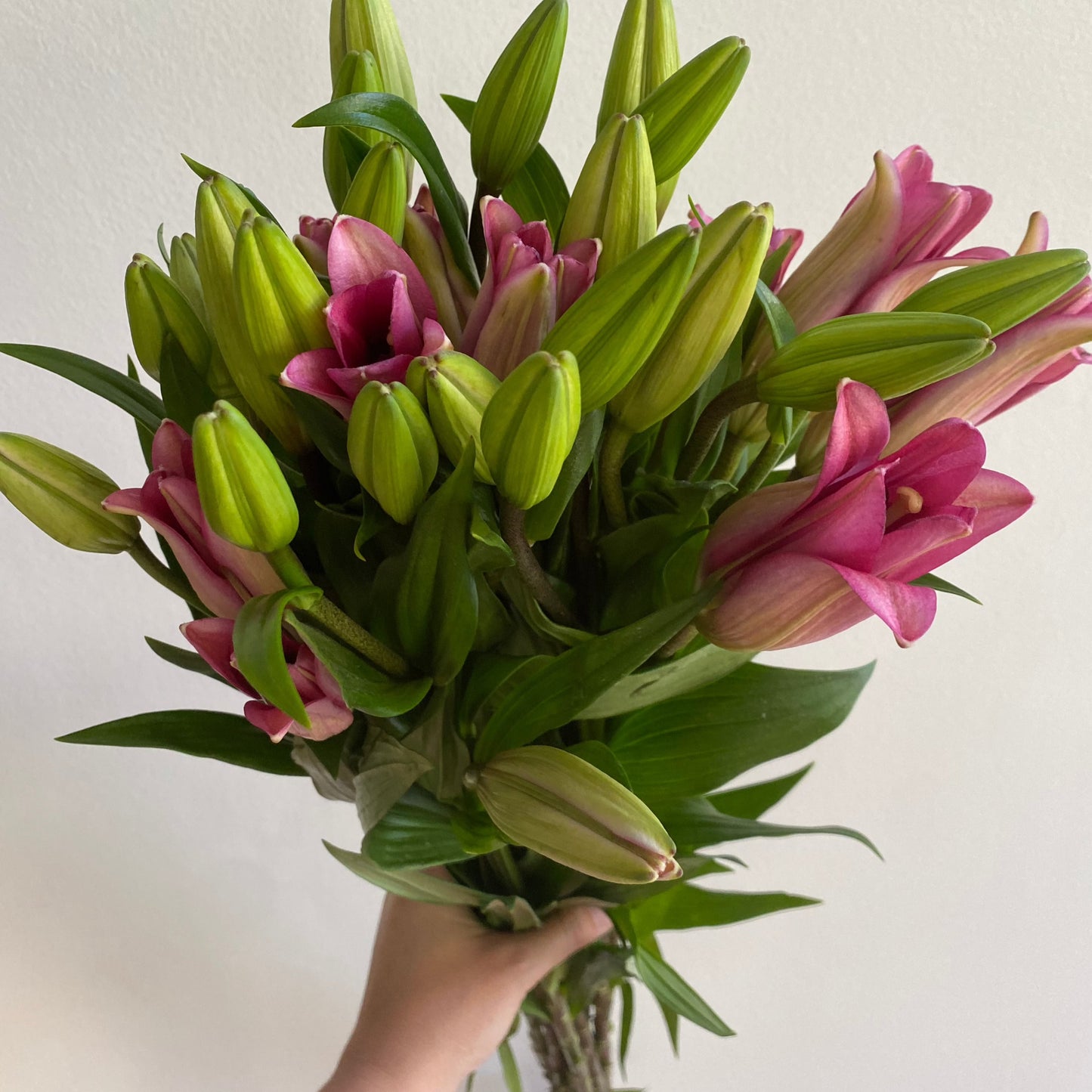 Lilium