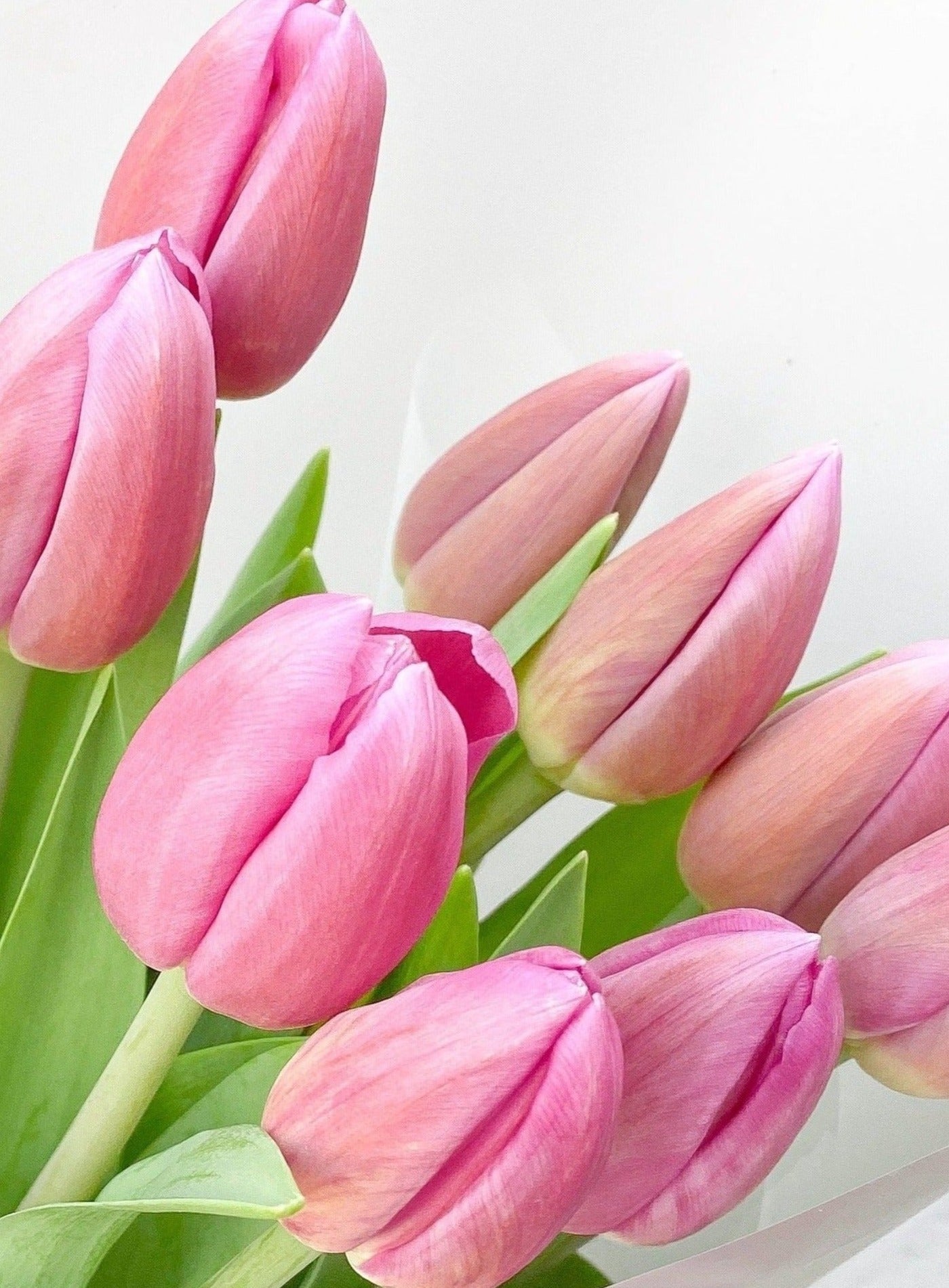 Tulipanes