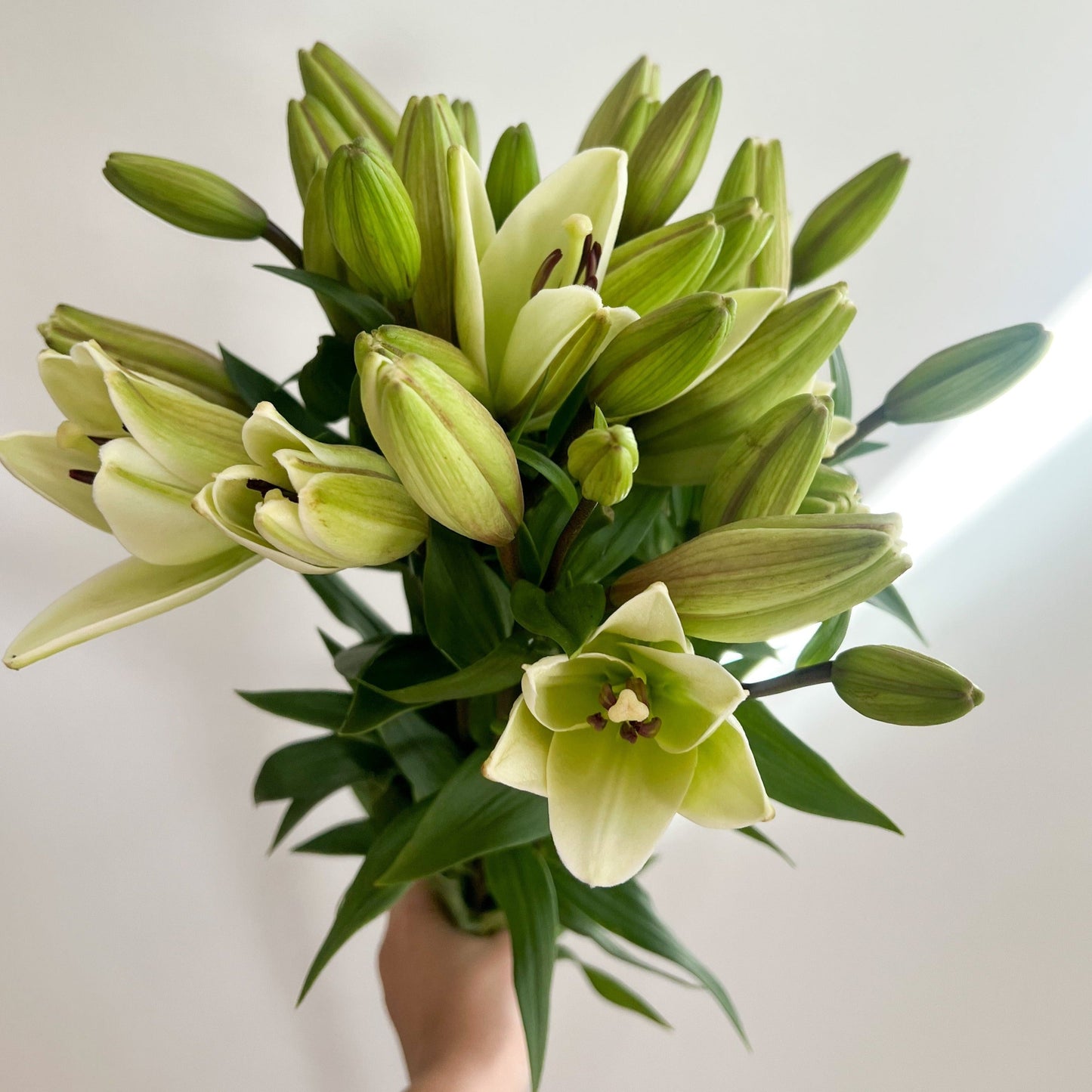 Lilium