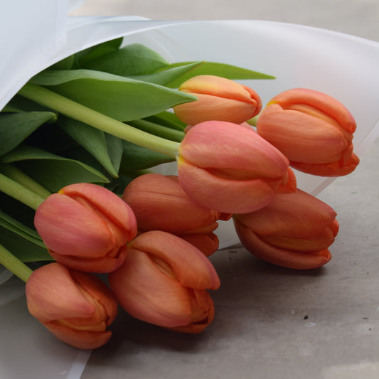 Tulipanes