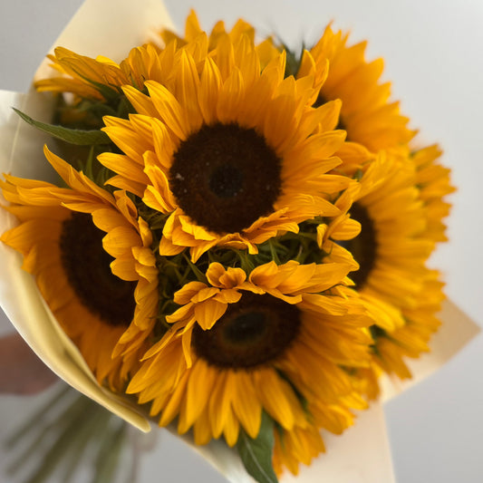 Girasoles